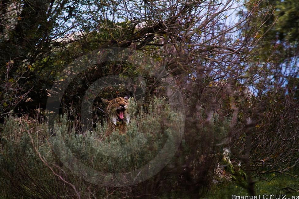 Lince ibérico (Lynx pardinus)